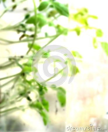 Spring blur background Stock Photo