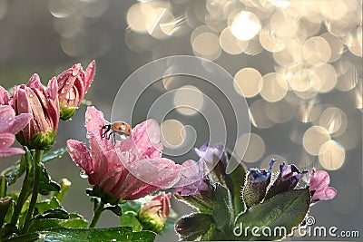Spring blurred background with first flowers and ladybug, Stock Photo