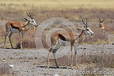 Spring bock antelopes Antidorcas marsupialis in the Savannah Stock Photo