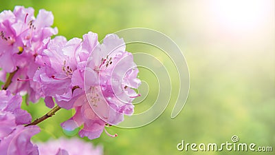 Spring border background with rhododendron flowers, colorised image with sun flare Stock Photo