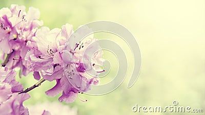 Spring border background with rhododendron flowers, colorised image with sun flare Stock Photo