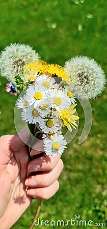 Spring bouquet with dandelions and daisy Stock Photo