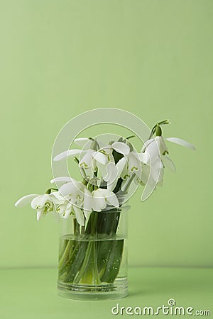 Spring bouquet of white snowdrops in vass. Green background. Isoalted spring flowers with copy space Stock Photo