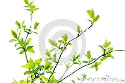 Spring branch Stock Photo