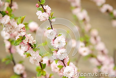 In the spring, on the branch of almonds bloomed pink small flowers.Texture or background. Stock Photo