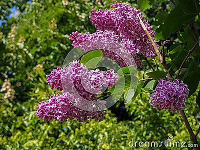 Spring branch of blossoming lilac close view on green leaves background Stock Photo