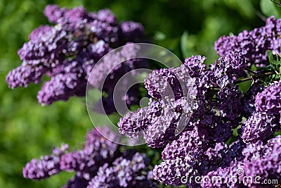 Spring branch of blossoming lilac Stock Photo