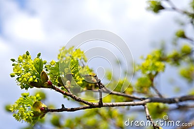 Spring Branch Buds Stock Photo