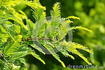 Spring branch of Metasequoia glyptostroboides Dawn Redwood Stock Photo