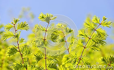 Spring branch of Metasequoia glyptostroboides Dawn Redwood Stock Photo