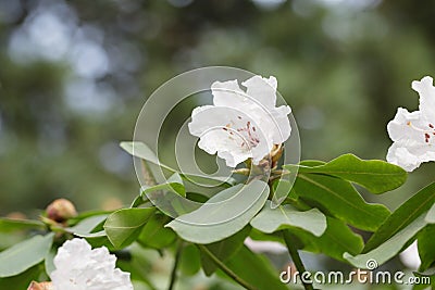 Spring branch of white Rhododendron bush Stock Photo