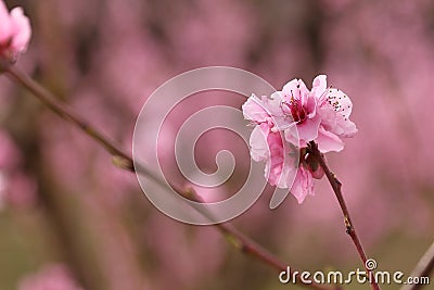 PEACH BLOSSOM IN SPRING IN A FIELD WITH PEACH TREES Stock Photo