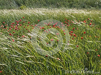 Spring Breeze Stock Photo