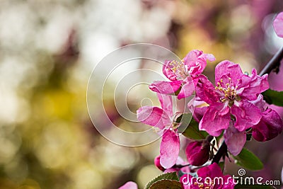 Spring bright and juicy pink background. Flowering apple tree Stock Photo