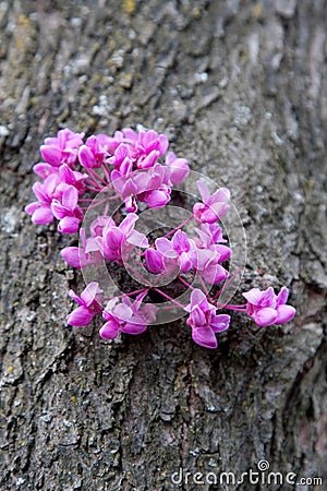 Spring buds Stock Photo