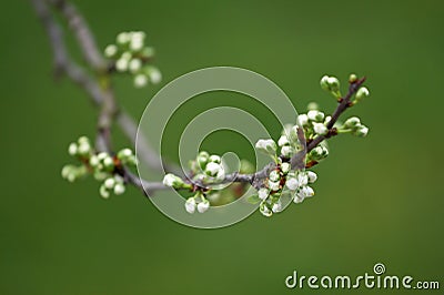 Spring buds Stock Photo