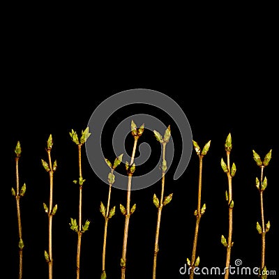 Spring buds Stock Photo