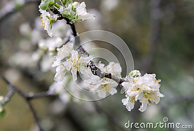 Spring buds and flowers covered in snow. Stock Photo