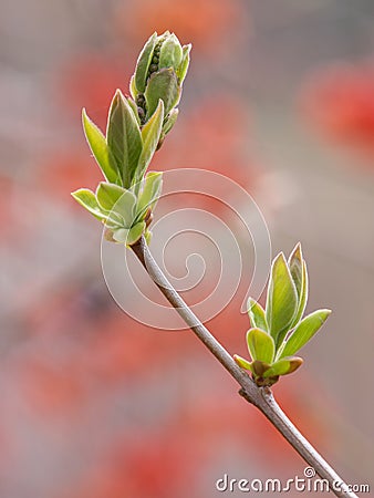 Spring buds Stock Photo