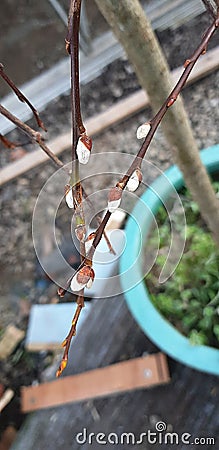 Spring Buds on young tree Stock Photo