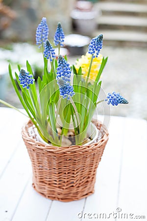 Spring bulb flowers grape hyacinth Muscari and yellow hyacinth in handmade wickery basket on white wooden table outdoors Stock Photo