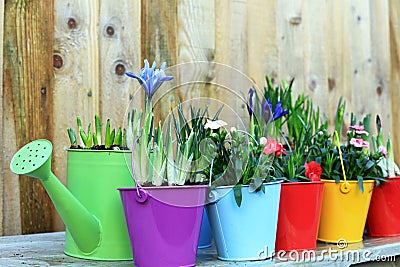 Spring Bulbs Growing In Colourful Pots Stock Photo