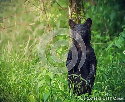An american black bear stands and looks at the tourists at Great Smoky Mountains National Park Stock Photo