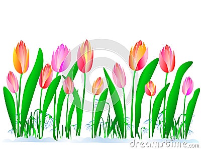 Spring came illustration of blooming tulips and sweetdrops. Nature woke up in all its beauty Vector Illustration