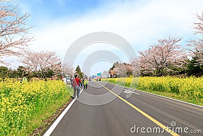 Spring canola blossom on the street in Jeju Editorial Stock Photo