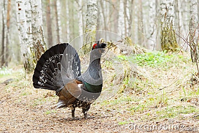 Spring, capercaillie on a lek Stock Photo
