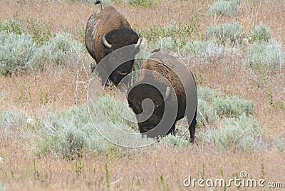 Bison Meandering Through Sagebrush Habitat Stock Photo