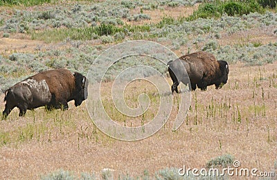Bison Wandering Through A Sagebrush Prairie Stock Photo