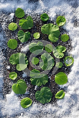 Spring card with green Leaf of geranium on background with snow Stock Photo