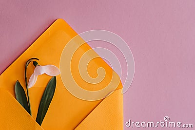 Spring card with snowdrop and spruce twig in an yellow envelope isolated on clear pink background, top view, single object Stock Photo