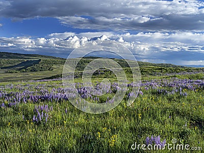 Spring on Casper Mountain Wyoming Stock Photo