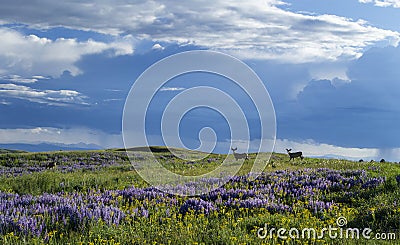 Spring on Casper Mountain Wyoming Stock Photo