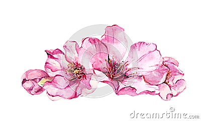 Spring cherry blossom, pink flowers. Watercolor illustration Stock Photo