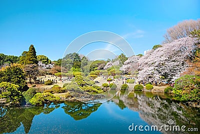 Spring cherry blossom season in Shinjuku Gyoen Park, Tokyo, Japan Stock Photo