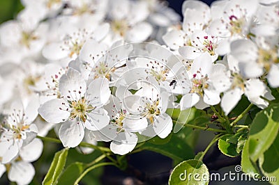 Beautiful wallpapers - Spring cherry blossoms background photography Stock Photo