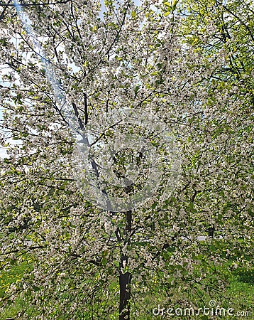 Spring cherry blossoms, cherry tree, bloom, white flowers with a pink tint Stock Photo