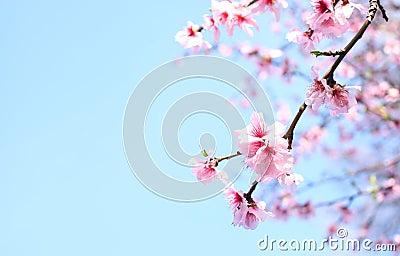 Spring Cherry blossoms Stock Photo