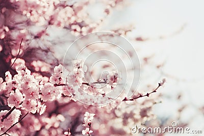 Spring Cherry blossoms Stock Photo