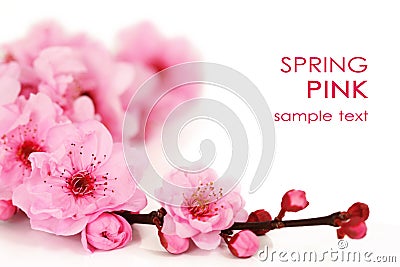 Spring cherry flowers Stock Photo