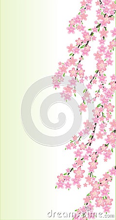 Spring cherry flowers branch Stock Photo