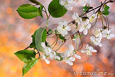 Spring cherry flowers on a bright natural rainbow background. Nature wakes up in spring from hibernation rejuvenated and filled Stock Photo