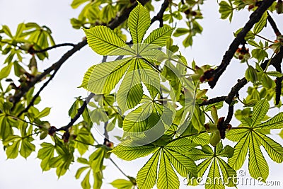 Spring chestnut branch with new leaves on blurred background close-up Stock Photo