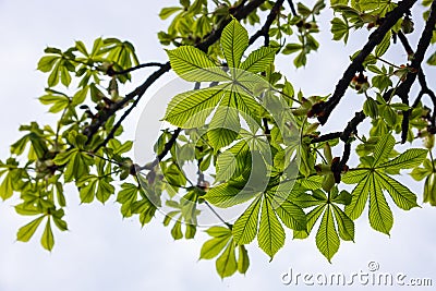 Spring chestnut branch with new leaves on blurred background close-up Stock Photo