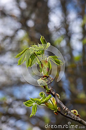 Spring chestnut branch with new leaves on blurred background close-up Stock Photo