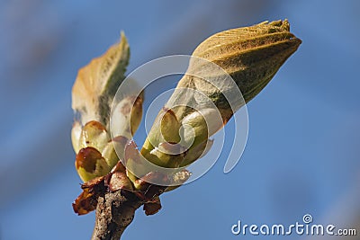 Spring chestnut bud against the sky Stock Photo
