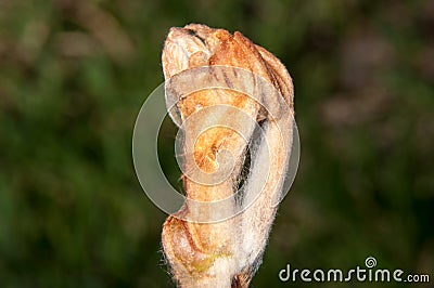 Spring chestnut buds Stock Photo